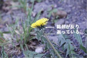 セイヨウタンポポ